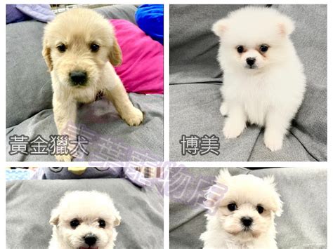 買小狗|如何購買幼犬